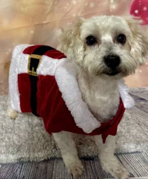 Rescue Bichon Frise Dogs for Adoption in Dale City, Virginia - Bruno | PetCurious