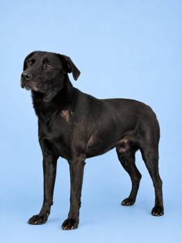 Lucky Dog -  Terrier Dog for Adoption in Wauchula, Florida - Lucky Dog | PetCurious