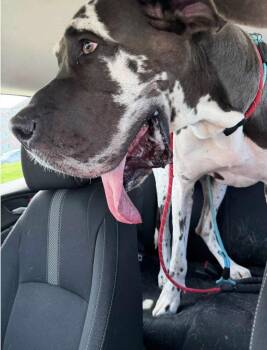 Oliver Jackson -  Great Dane Dog for Adoption in Germantown, Ohio - Oliver Jackson | PetCurious