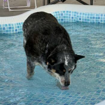 Sunny -  Australian Cattle Dog Blue Heeler Dog for Adoption in Ada, Minnesota - Sunny | PetCurious
