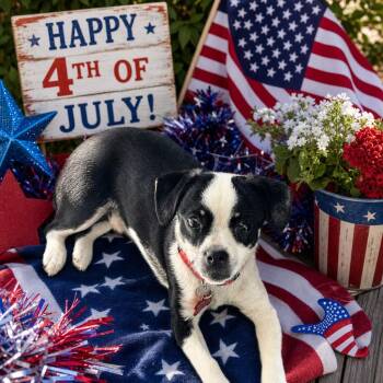 David -  Boston Terrier and Chihuahua Dog for Adoption in Ssl, Utah - David | PetCurious