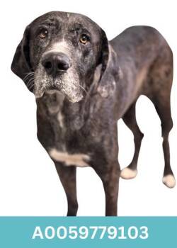 Rescue Great Dane Dogs for Adoption in Red Bluff, California - Pineapple | PetCurious
