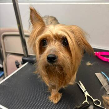 Yorkshire Terrier Dogs Available for Adoption in Wichita, Kansas - Sweetie Pie | PetCurious