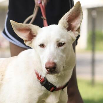Elevator -  Labrador Retriever and Shepherd Dog for Adoption in Columbia, South Carolina - Elevator | PetCurious