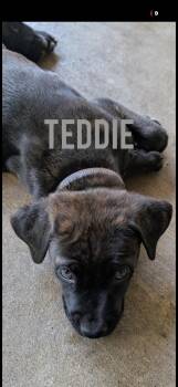 Teddy -  Mastiff Dog for Adoption in Hayward, California - Teddy | PetCurious