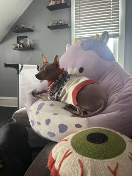 American Hairless Terrier Dogs Available for Adoption - Ham | PetCurious