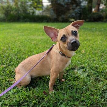 Jazz -  Terrier and Mixed Breed Dog for Adoption - Jazz | PetCurious