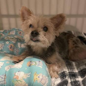 Casey -  Yorkshire Terrier Dog for Adoption in Port Charlotte, Florida - Casey | PetCurious