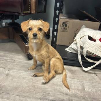 Carly -  Wirehaired Terrier and Mixed Breed Dog for Adoption in Jupiter, Florida - Carly | PetCurious
