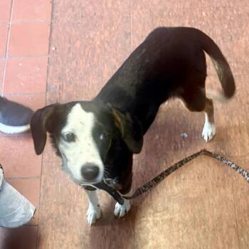 Jinx -  Beagle and Dachshund Dog for Adoption in East St. Louis, Illinois - Jinx | PetCurious
