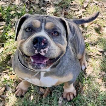BIG BOSS -  American Bulldog and Mixed Breed Dog for Adoption in Houston, Texas - BIG BOSS | PetCurious