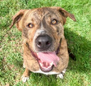 Mountain Cur Dogs Available for Adoption in Longview, Texas - Kevin | PetCurious