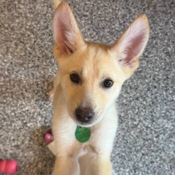 Atari -  Mixed Breed Dog for Adoption in Buffalo, Minnesota - Atari | PetCurious