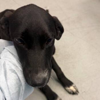 Mel -  Australian Shepherd and Mixed Breed Dog for Adoption in Charlottesville, Virginia - Mel | PetCurious