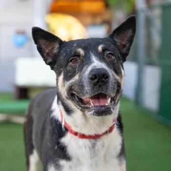 Ochoa -  Cattle Dog and Mixed Breed Dog for Adoption in Los Angeles, California - Ochoa | PetCurious