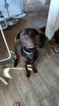 Bandit -  Chocolate Labrador Retriever Dog for Adoption in East Lansing, Michigan - Bandit | PetCurious