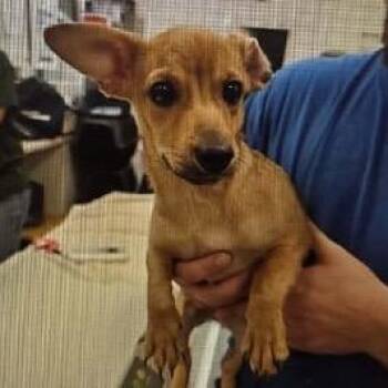 Chewy -  Chihuahua and Yorkshire Terrier Dog for Adoption in Normal, Illinois - Chewy | PetCurious