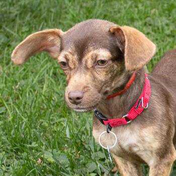 Butters -  Chihuahua and Mixed Breed Dog for Adoption in Arlington Heights, Illinois - Butters | PetCurious