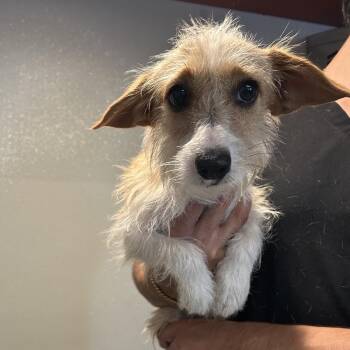 Jerry* -  Chihuahua and Terrier Dog for Adoption in Eureka, California - Jerry* | PetCurious