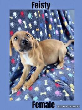 Rescue Mountain Cur Dogs for Adoption in Manchester, Connecticut - Feisty | PetCurious