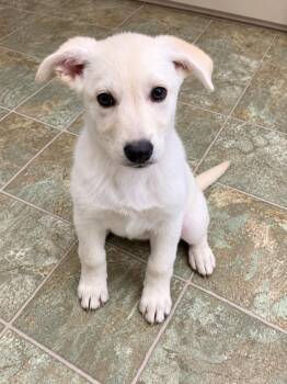 CINNAMON -  Mixed Breed Dog for Adoption in High Level, Alberta - CINNAMON | PetCurious