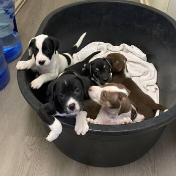 Hound and Labrador Retriever Dogs Available for Adoption in Clearwater, Florida - Charlie | PetCurious
