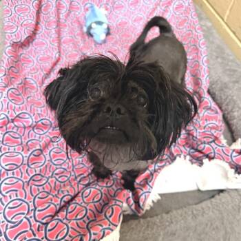 Shih Tzu Dogs Available for Adoption in Newark, New Jersey - Sanzon | PetCurious