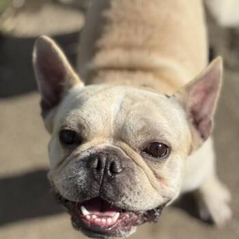 Mr. Bean -  French Bulldog Dog for Adoption in Amarillo, Texas - Mr. Bean | PetCurious
