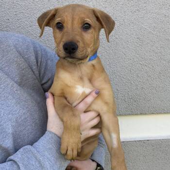 McNabb -  Mixed Breed Dog for Adoption in Las Vegas, Nevada - McNabb | PetCurious