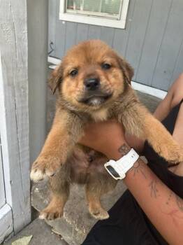 DAVID -  Mixed Breed Dog for Adoption in Dallas, Texas - DAVID | PetCurious