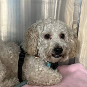 Rescue Bichon Frise and Maltese Dogs for Adoption in Placentia, California - Maury #514 | PetCurious