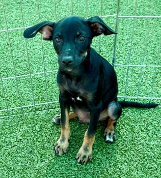 Mojito -  Chihuahua and Mixed Breed Dog for Adoption in Cape Coral, Florida - Mojito | PetCurious