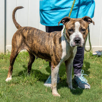 Rescue Mixed Breed Dogs for Adoption in Chamblee, Georgia - July Jones- IN FOSTER | PetCurious