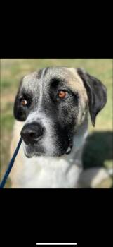 Rescue Saint Bernard and Akbash Dogs for Adoption in Magnolia, Texas - Dakota | PetCurious