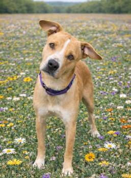 Hound Dogs Available for Adoption - Anaya | PetCurious