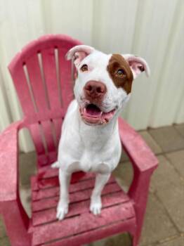 Shelbi -  Mixed Breed and Pointer Dog for Adoption in Muskegon, Michigan - Shelbi | PetCurious
