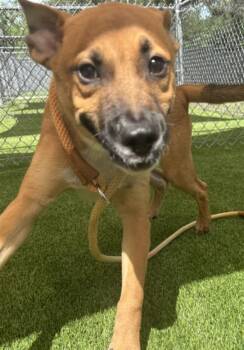 SANDY -  Black Mouth Cur and Mixed Breed Dog for Adoption in Texas City, Texas - SANDY | PetCurious