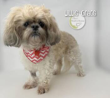 Lillie Grace -  Shih Tzu Dog for Adoption in Benton, Louisiana - Lillie Grace | PetCurious