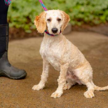 Croissant -  Poodle Dog for Adoption in Chester Springs, Pennsylvania - Croissant | PetCurious