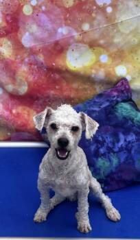 Oscar -  Poodle Dog for Adoption in Cheektowaga, New York - Oscar | PetCurious