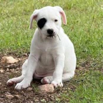 Cattle Dog and Mixed Breed Dogs Available for Adoption in San Antonio, Texas - Martina | PetCurious