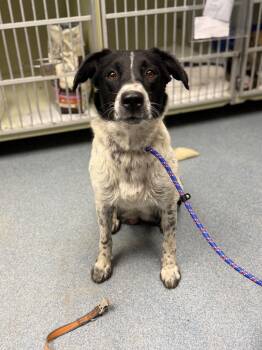 Lee -  Mixed Breed Dog Available for Adoption in Sapulpa, Oklahoma - Lee | PetCurious