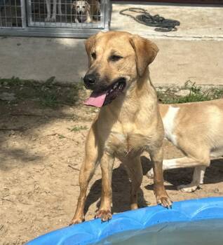 Darcy -  Labrador Retriever and Golden Retriever Dog for Adoption in Corning, Arkansas - Darcy | PetCurious
