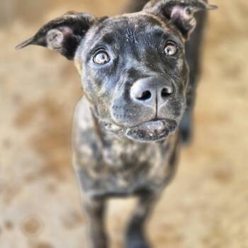 Shiloh -  Shepherd Dog for Adoption in Sheridan, Arkansas - Shiloh | PetCurious