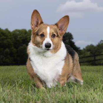 Louie -  Cardigan Welsh Corgi Dog for Adoption in Franklin, Tennessee - Louie | PetCurious