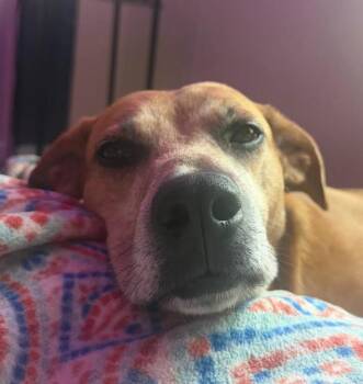 Honey 2 -  Retriever and Mixed Breed Dog for Adoption in Chester, Maryland - Honey 2 | PetCurious