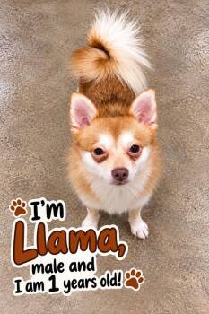 Llama -  Pomeranian and Chihuahua Dog for Adoption in Cedarburg, Wisconsin - Llama | PetCurious