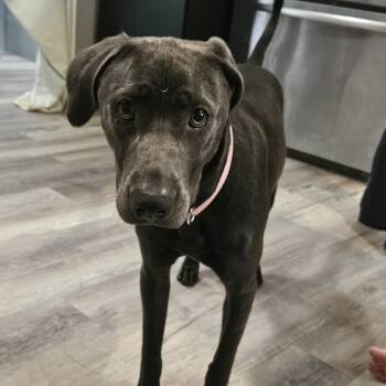 Rescue Mixed Breed Dogs for Adoption in Asheville, North Carolina - Sadie | PetCurious