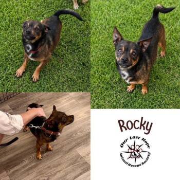 Rocky -  Chihuahua and Terrier Dog for Adoption in Princeton, British Columbia - Rocky | PetCurious