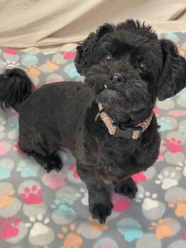 Ace -  Lhasa Apso Dog for Adoption in Lacon, Illinois - Ace | PetCurious